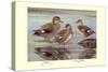 Gadwall and Coues's Gadwall Ducks-Louis Agassiz Fuertes-Stretched Canvas