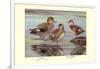 Gadwall and Coues's Gadwall Ducks-Louis Agassiz Fuertes-Framed Art Print