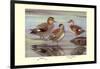 Gadwall and Coues's Gadwall Ducks-Louis Agassiz Fuertes-Framed Art Print