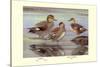 Gadwall and Coues's Gadwall Ducks-Louis Agassiz Fuertes-Stretched Canvas