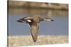 Gadwall Drake in Flight-Hal Beral-Stretched Canvas