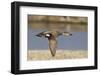 Gadwall Drake in Flight-Hal Beral-Framed Photographic Print