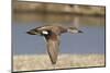 Gadwall Drake in Flight-Hal Beral-Mounted Photographic Print