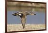 Gadwall Drake in Flight-Hal Beral-Framed Photographic Print