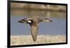 Gadwall Drake in Flight-Hal Beral-Framed Photographic Print