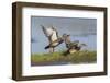 Gadwall pair flying-Ken Archer-Framed Photographic Print