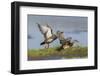 Gadwall pair flying-Ken Archer-Framed Photographic Print