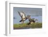 Gadwall pair flying-Ken Archer-Framed Photographic Print