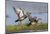 Gadwall pair flying-Ken Archer-Mounted Photographic Print