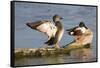 Gadwall stretching wings-Larry Ditto-Framed Stretched Canvas