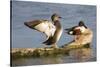 Gadwall stretching wings-Larry Ditto-Stretched Canvas