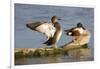 Gadwall stretching wings-Larry Ditto-Framed Photographic Print