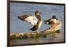 Gadwall stretching wings-Larry Ditto-Framed Photographic Print