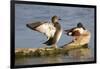 Gadwall stretching wings-Larry Ditto-Framed Photographic Print