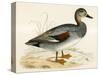 Gadwall-Beverley R. Morris-Stretched Canvas