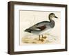 Gadwall-Beverley R. Morris-Framed Giclee Print