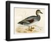 Gadwall-Beverley R. Morris-Framed Giclee Print