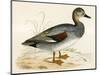 Gadwall-Beverley R. Morris-Mounted Giclee Print