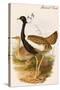 Gadwell Duck-John Gould-Stretched Canvas