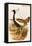 Gadwell Duck-John Gould-Framed Stretched Canvas