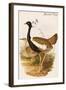 Gadwell Duck-John Gould-Framed Art Print