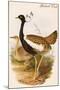 Gadwell Duck-John Gould-Mounted Art Print