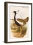 Gadwell Duck-John Gould-Framed Art Print