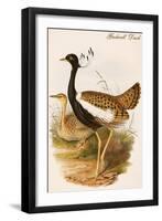 Gadwell Duck-John Gould-Framed Art Print