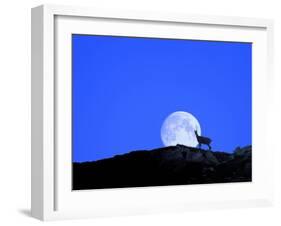 Gämse with Full Moon (M)-Ludwig Mallaun-Framed Photographic Print