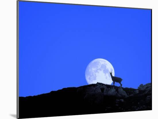 Gämse with Full Moon (M)-Ludwig Mallaun-Mounted Photographic Print