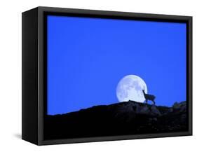 Gämse with Full Moon (M)-Ludwig Mallaun-Framed Stretched Canvas