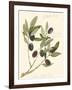 Gaeta Olives-Elissa Della-piana-Framed Art Print