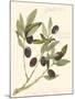 Gaeta Olives-Elissa Della-piana-Mounted Art Print