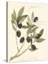 Gaeta Olives-Elissa Della-piana-Stretched Canvas