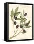 Gaeta Olives-Elissa Della-piana-Framed Stretched Canvas