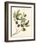 Gaeta Olives-Elissa Della-piana-Framed Art Print