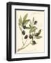 Gaeta Olives-Elissa Della-piana-Framed Art Print