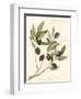 Gaeta Olives-Elissa Della-piana-Framed Art Print