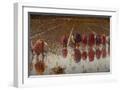 White Frame