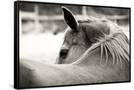 Canvas Black