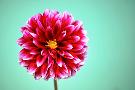 Laminate