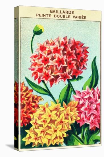 Gaillarde Vintage French Seed Packets-null-Stretched Canvas