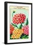 Gaillarde Vintage French Seed Packets-null-Framed Art Print