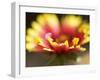 Gaillardia I-Jonathan Nourock-Framed Photographic Print