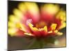 Gaillardia I-Jonathan Nourock-Mounted Photographic Print