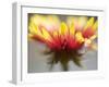 Gaillardia II-Jonathan Nourock-Framed Photographic Print