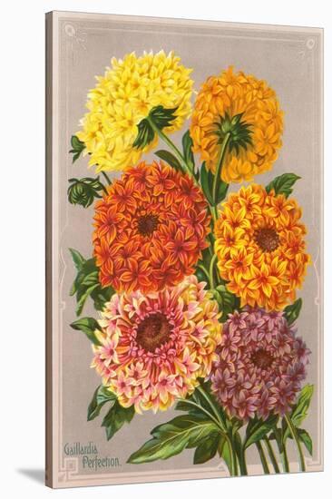 Gaillardia Perfection-null-Stretched Canvas