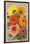 Gaillardia Perfection-null-Framed Art Print