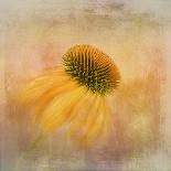 Echinacea in Yellow-Gaille Gray-Stretched Canvas