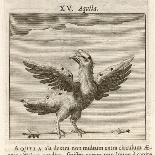 Aquila the Eagle-Gaius Julius Hyginus-Art Print